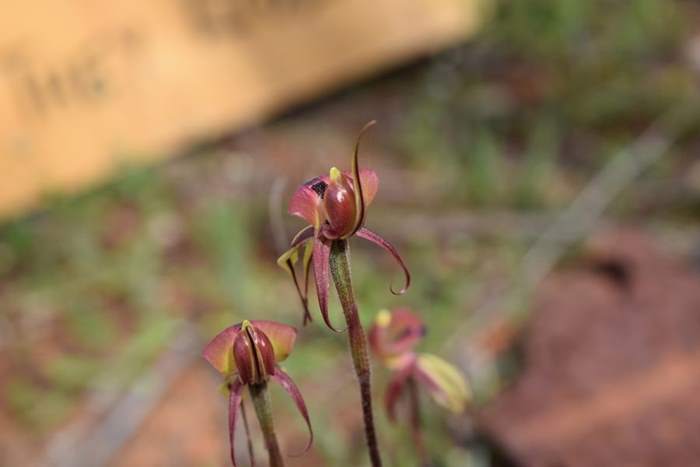 Chiloglottis formicifera Ant  Orchid 001.JPG